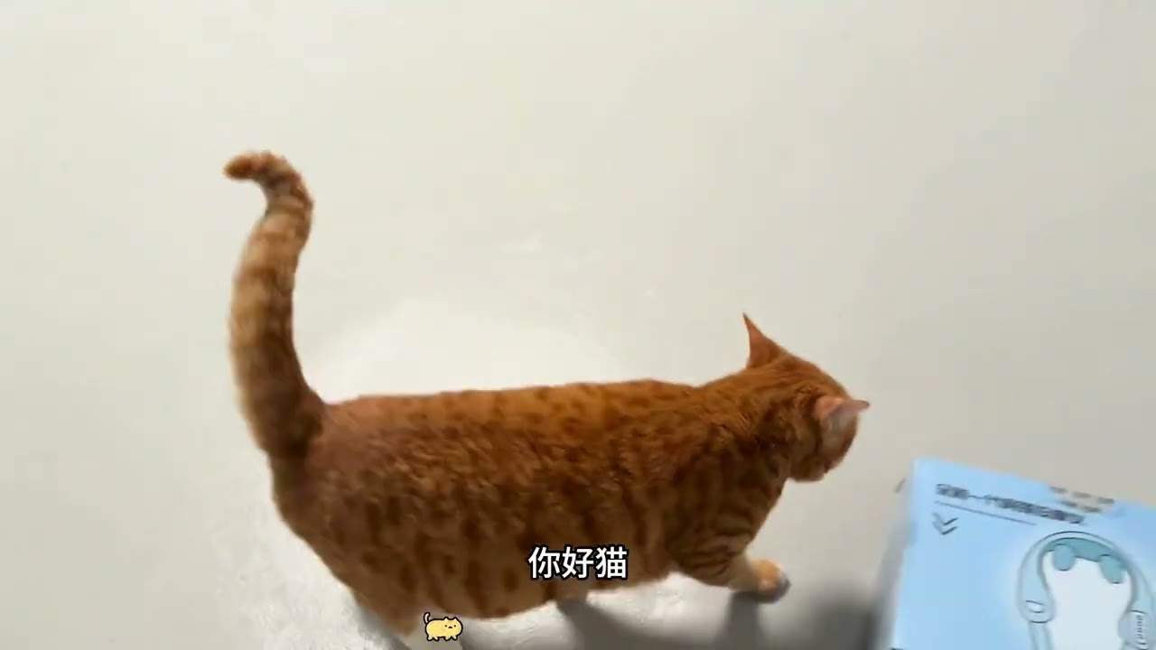养一只毛茸茸的小猫咪#记录猫咪日常 #猫咪 #我和我的猫