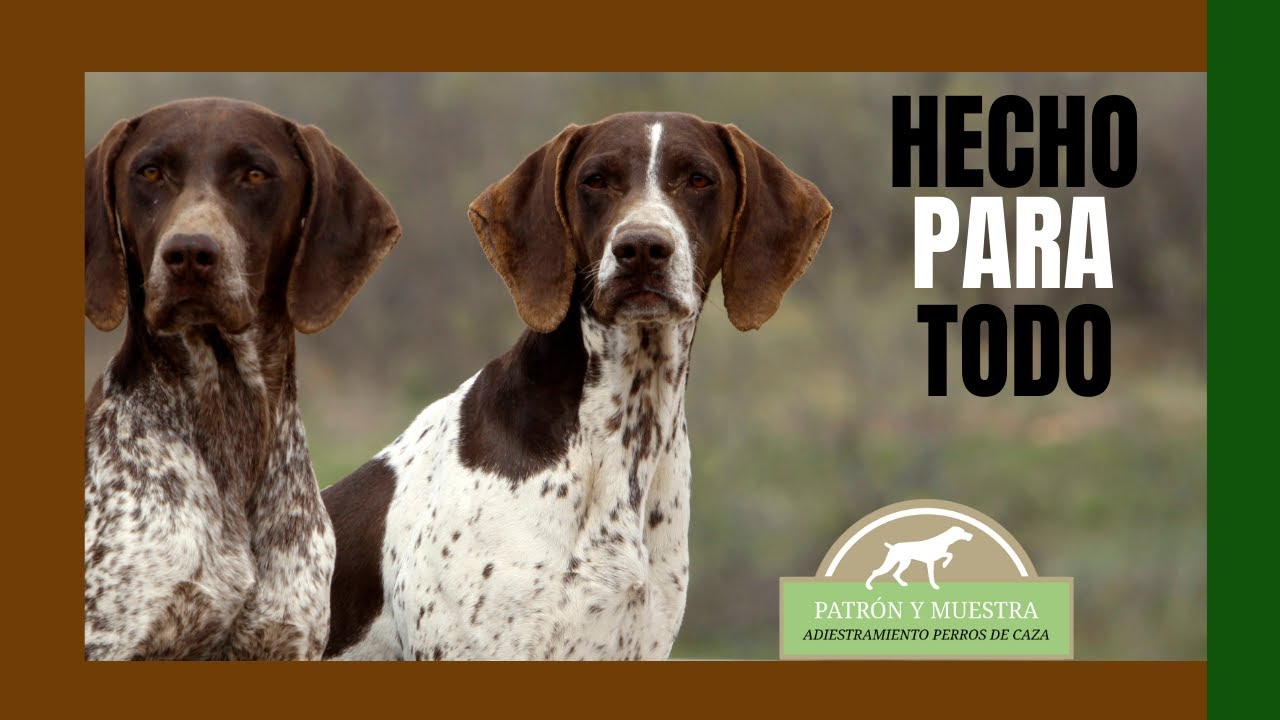 Braco Aleman | Perros de CAZA