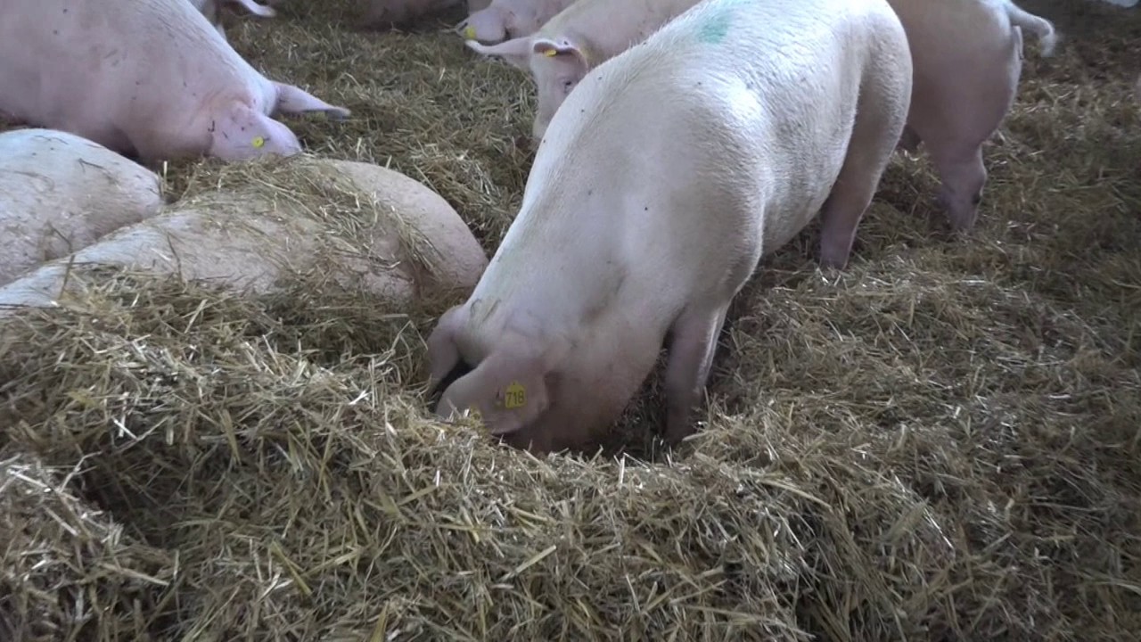 Proteinmarkt Betriebsreportage Döppner: Sauen auf Stroh – es kann funktionieren!
