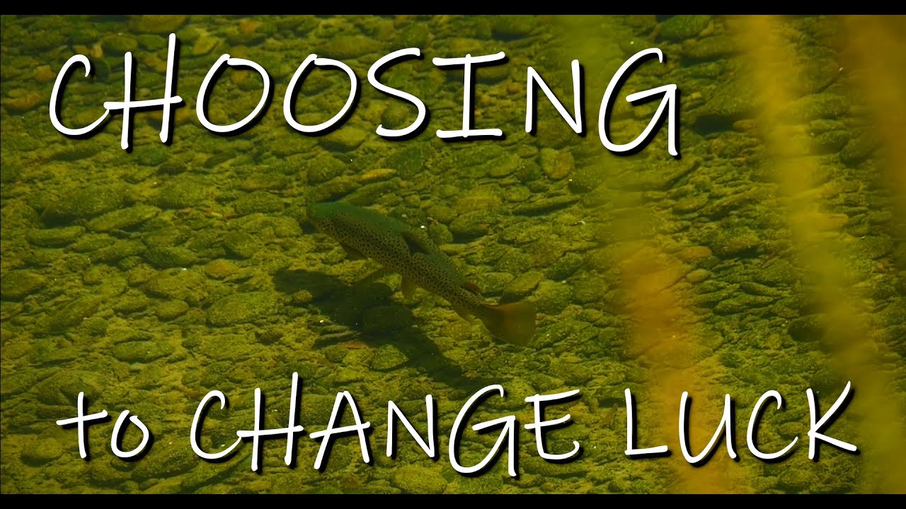 Choosing to Change Luck. How Dave went from 50% to a streak of 15 straight Shallow Water Brown Trout
