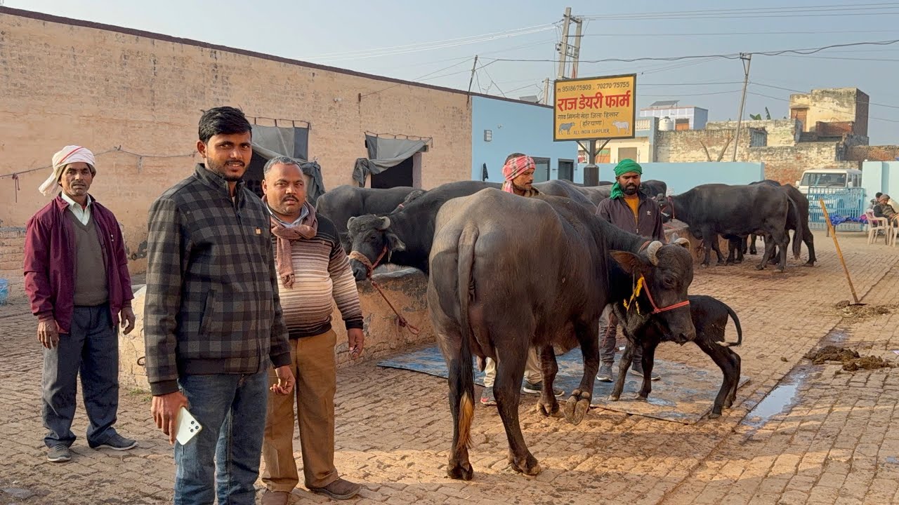 👍 5 मुर्रा भैंस 🐃 , 16-24 लीटर दूध , भारी - भरकम झोटी जा रही 🚒 UP अयोध्या Raj dairy farm Haryana से 