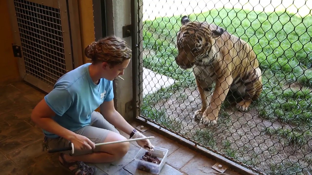 Malayan tiger blood draw