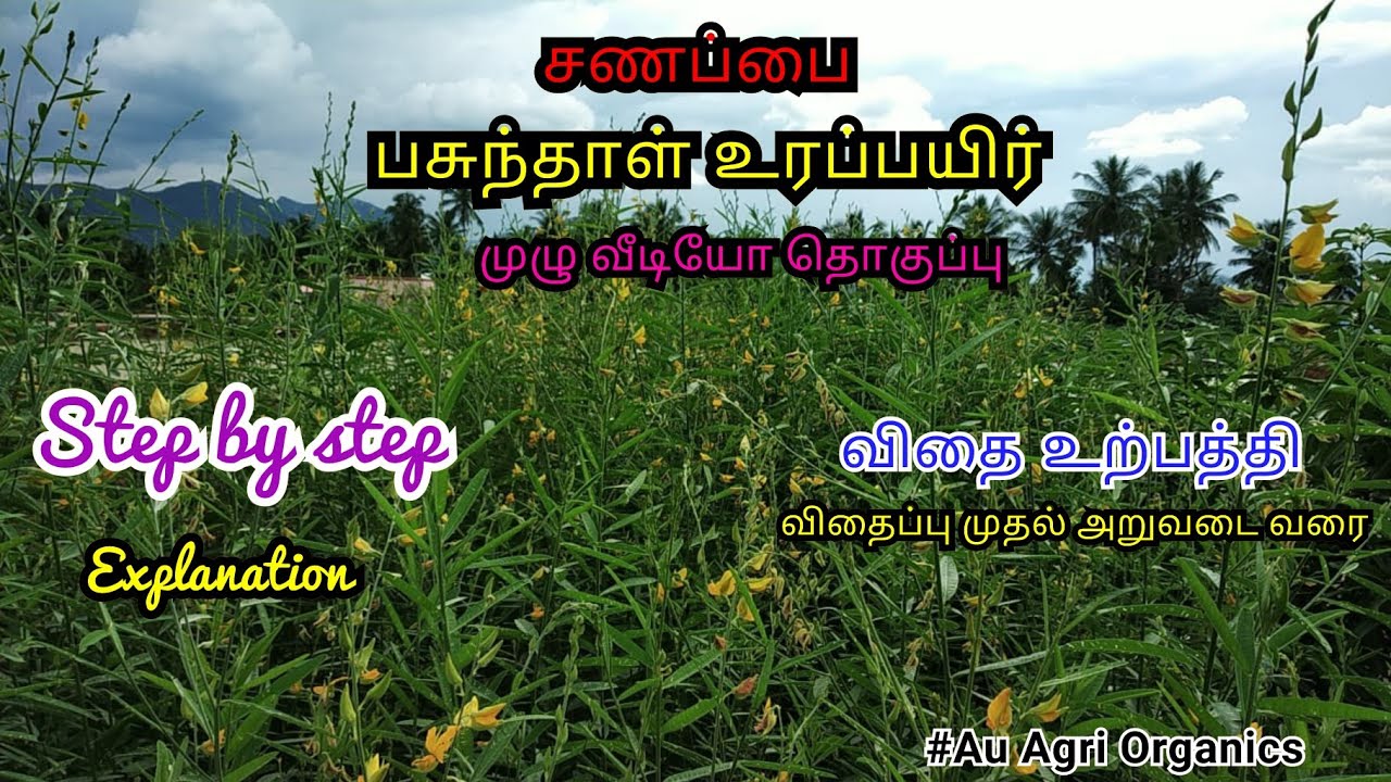 சணப்பை | பசுந்தாள் உரப்பயிர் | Sunhemp | Green manure