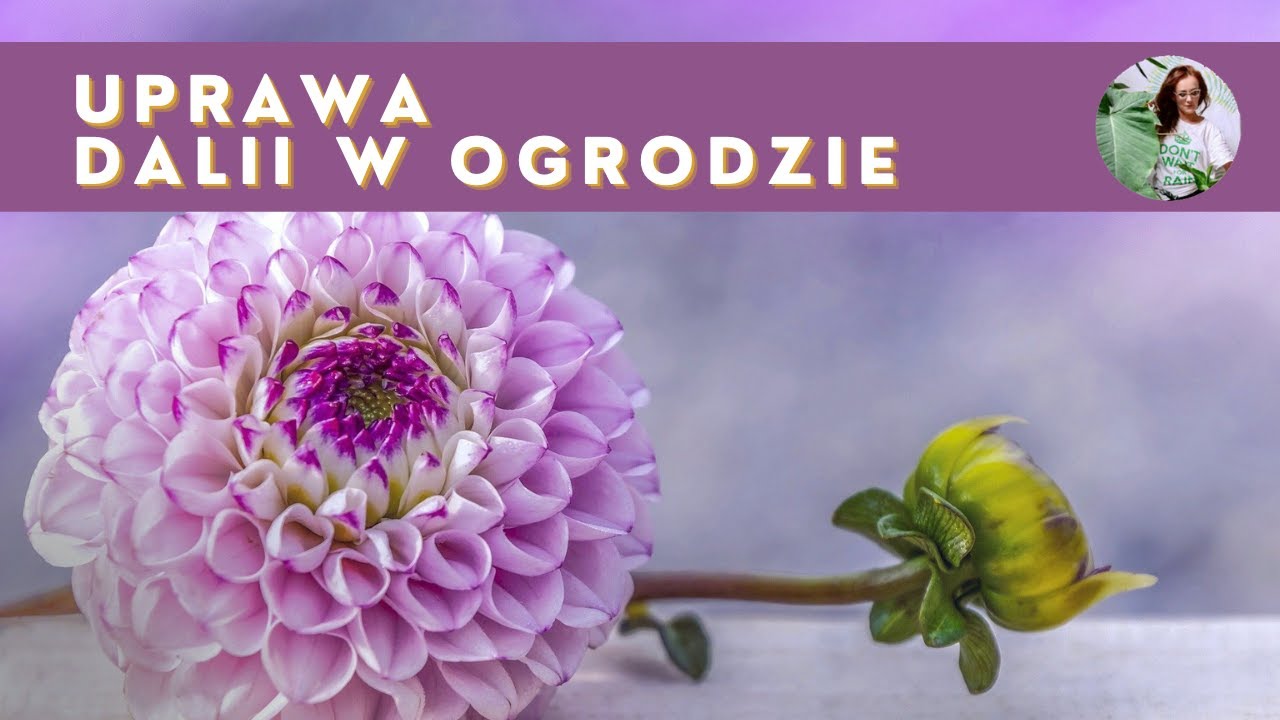 SADZENIE DALII Jak i kiedy sadzić dalie? Uprawa dalii w ogrodzie