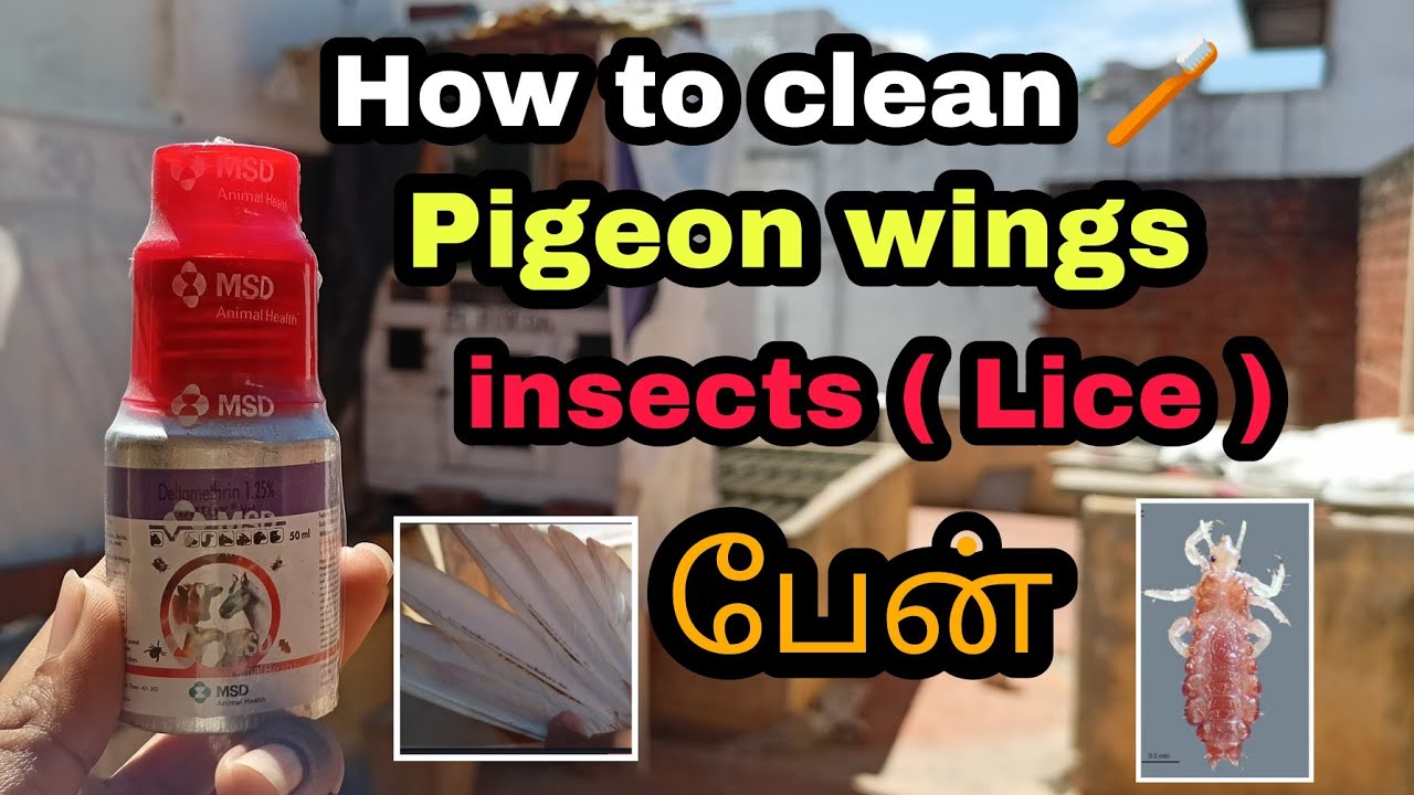 How to clean 🪥 pigeon insets in pigeon wings 💸 butox | lice | pigeon feather 🪶 cleaning