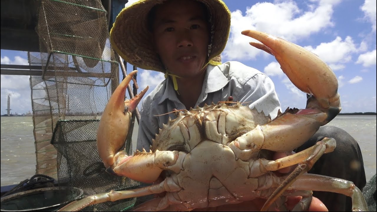 小池远征内海深水区，地笼里抓几百只螃蟹，只带回几十只