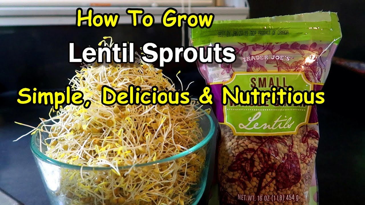 Sprouting Lentil Seeds is Easy!  AND Delicious!