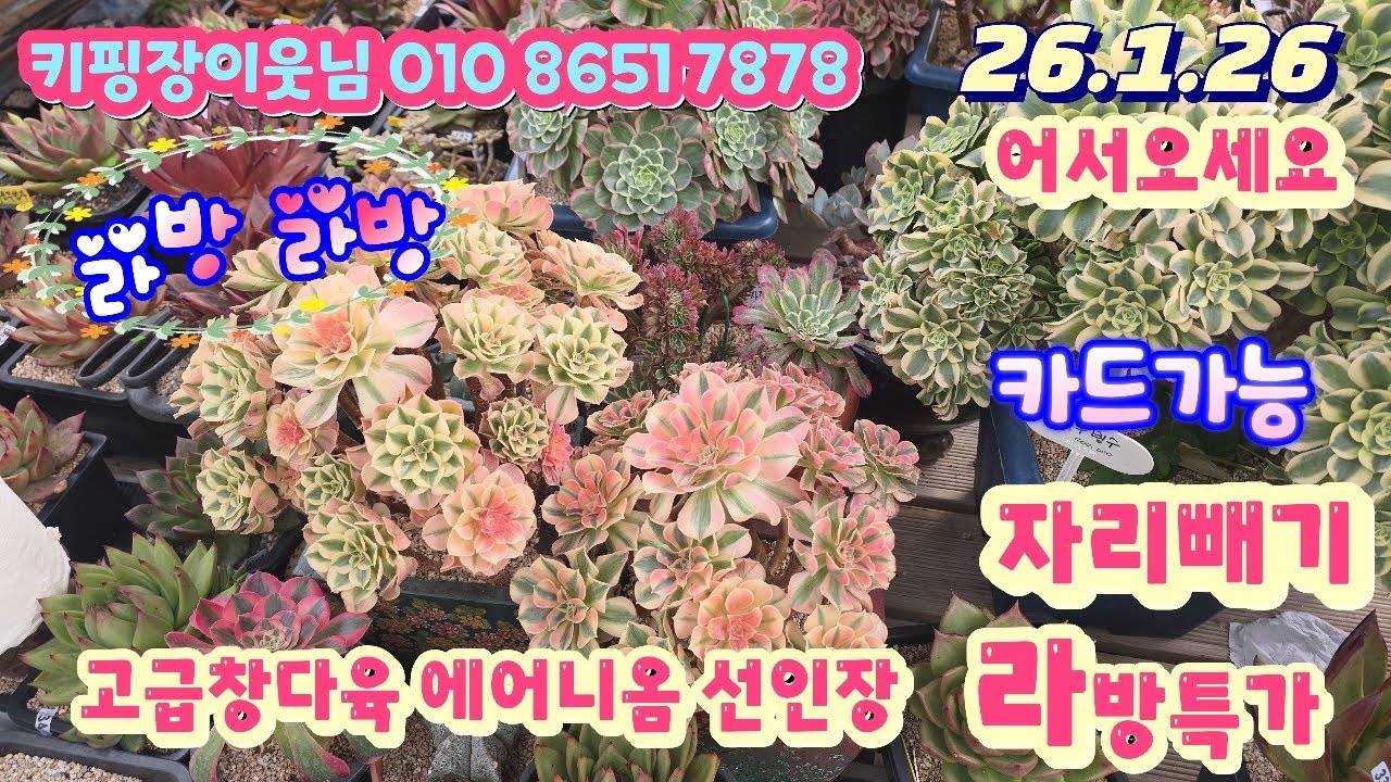26/1/26(라이브) #키핑장이웃님 010 8651 7878/고급창다육 에어니옴 선인장등