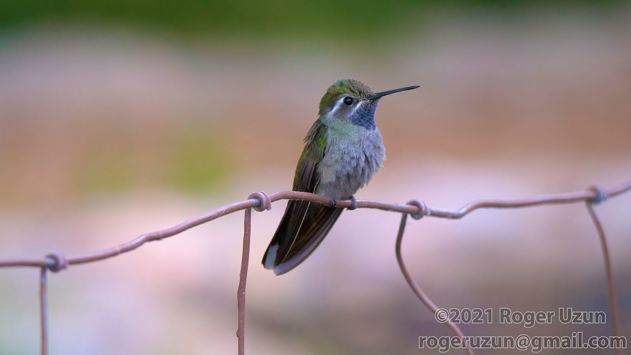 HDObservations : Blue-Throated Mountain-Gem (4K UHD)
