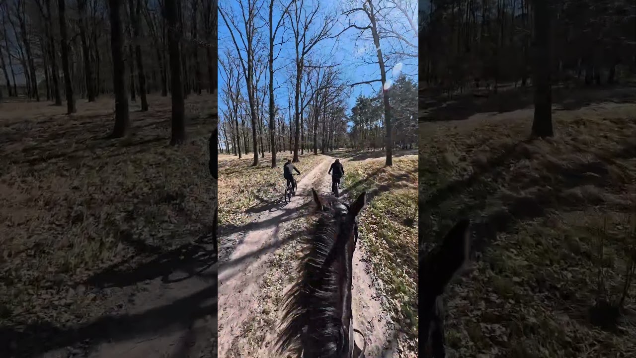 To co part 2 ? #ytshorts #horse #konie #jezdziectwo #galop #teren #jazdakonna #shortvideo