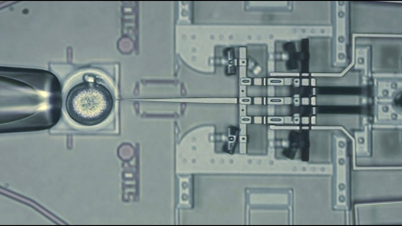 Nanoinjector Device: New Gene Therapy Advance from BYU Microbiologists and Engineers