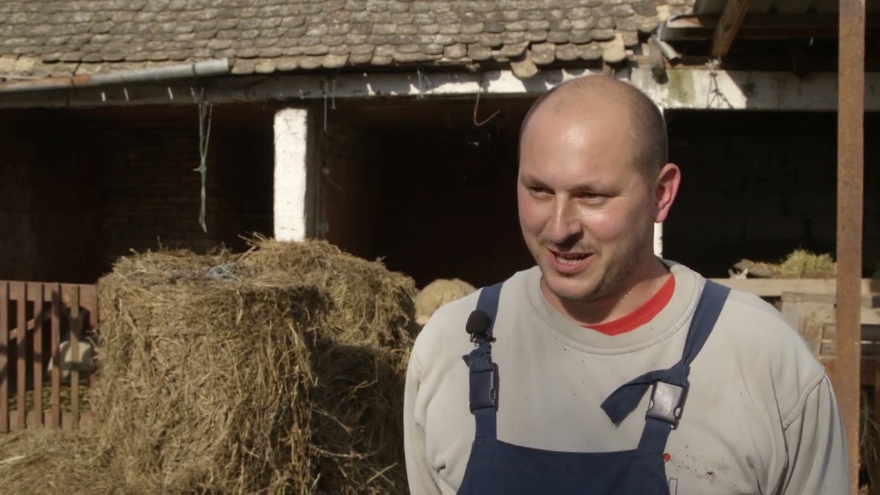 Uzgoj BRITANSKE mlecne OVCE u Curugu - U nasem ataru 999