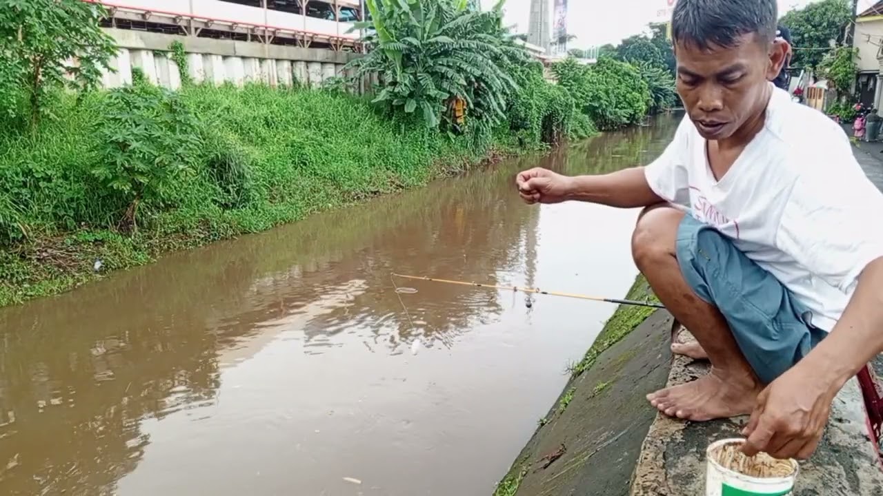 Mancing ikan pintar dari atas tanggul 