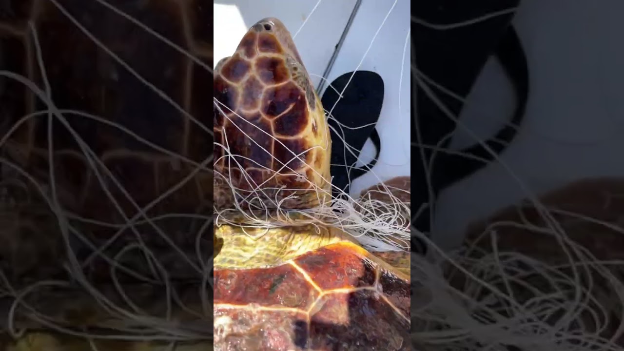 SAVING A TURTLE FROM TANGLED FISHING LINE #turtle