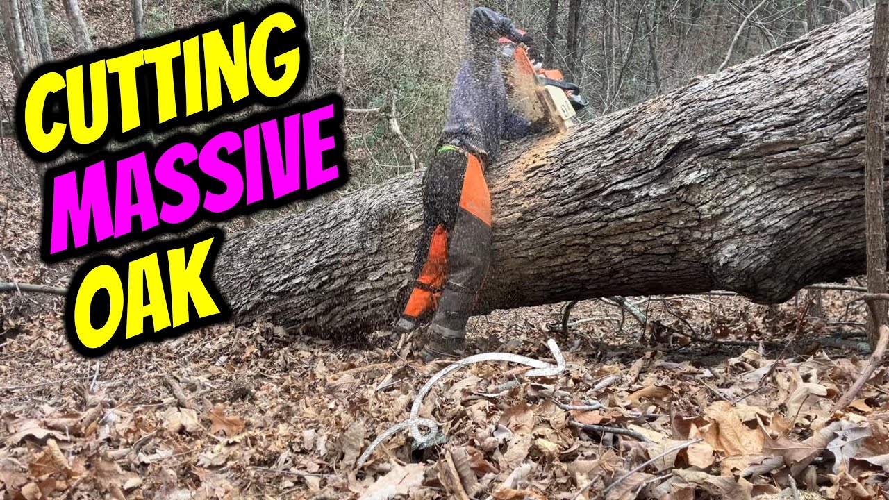 Cutting Massive Oak with my Stihl MS250 with 16