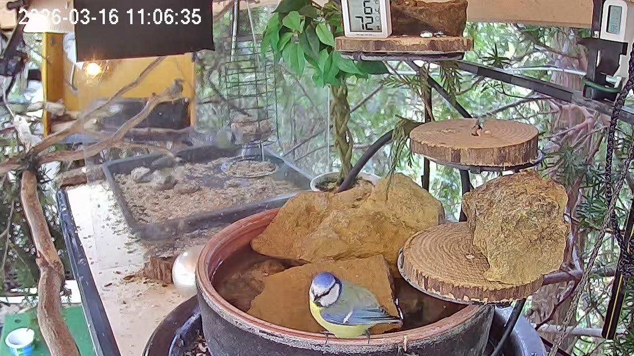 Vormittags am Vogel-Spa, Teil 2, Sturm,  (16.03.2026)