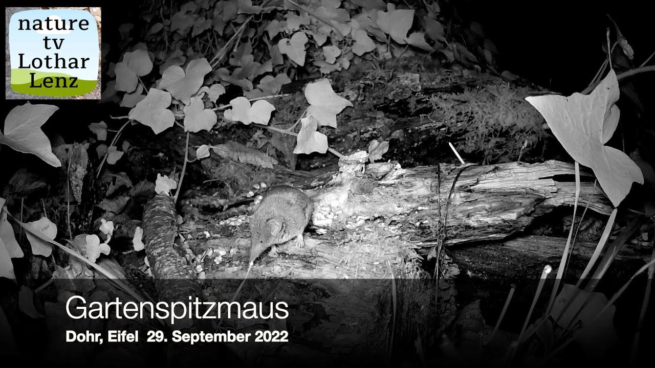 Gartenspitzmaus vor der Kamera. Dohr, Eifel 29. September 2022