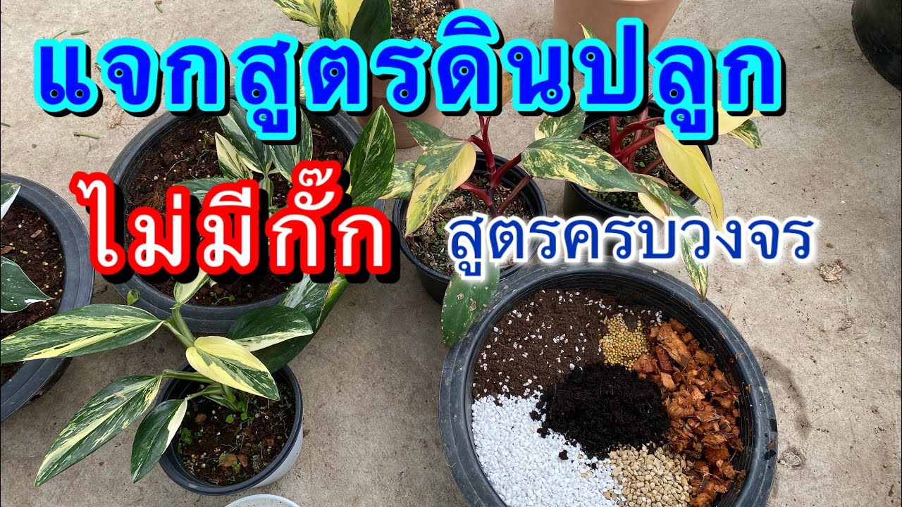 สูตรดินปลูก-พลูปีกนก-ไม้ทุกชนิดบอกหมดไม่มีกั๊ก โตไวใบสวย ไม่ต้องเน้นตัวยาอื่น?