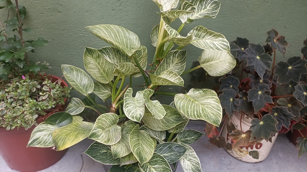 Filodendro Birkin Como eu Cultivo o meu para ter o Vaso Cheio e Bonito assim