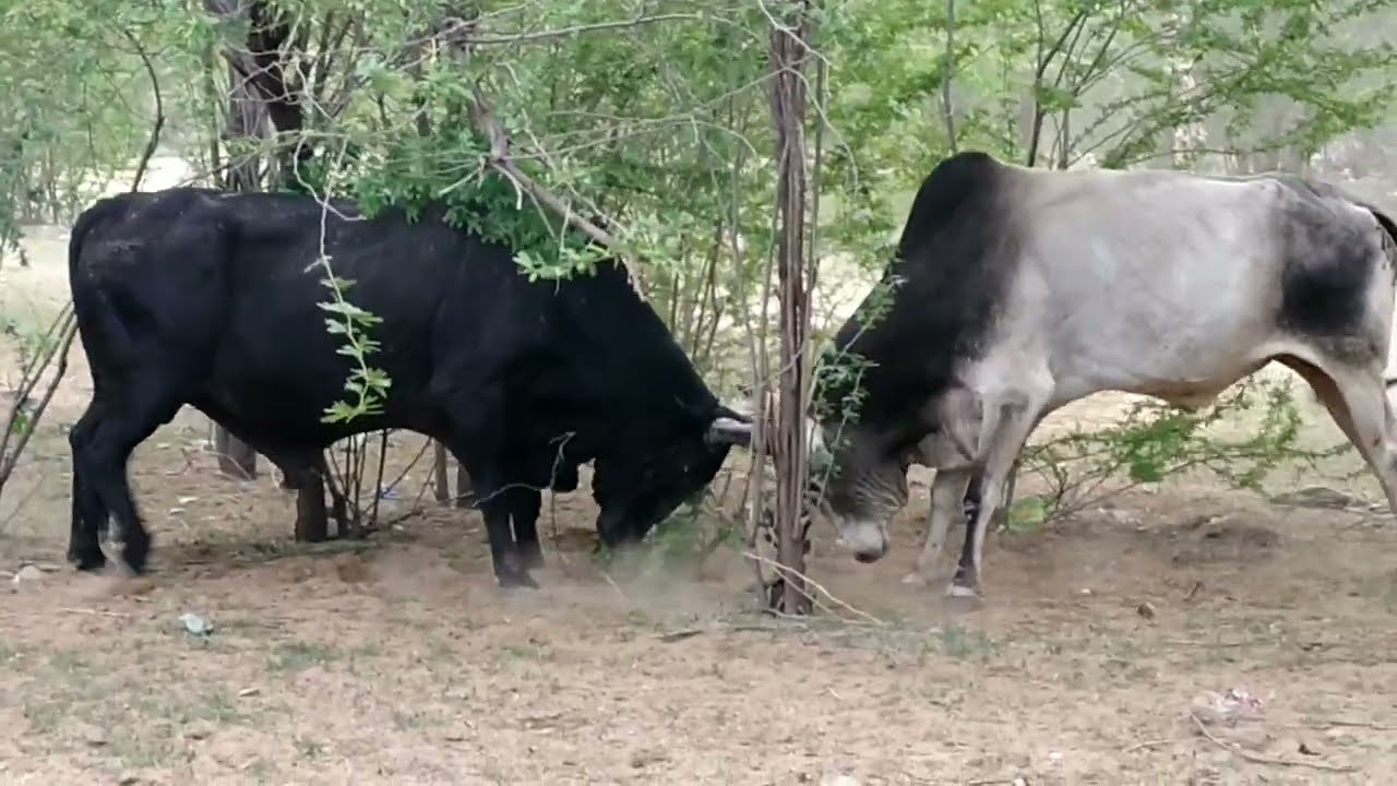 Indian Bull Fighting