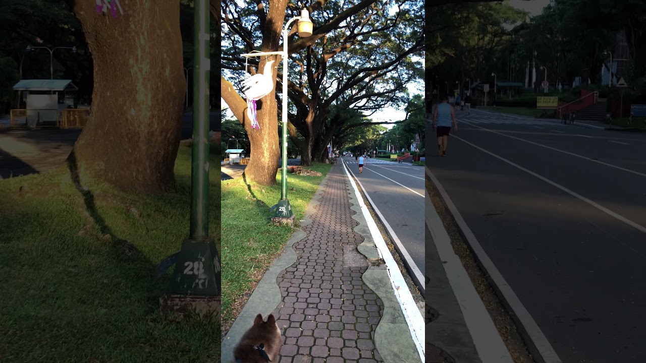 Siberian Husky in U.P. Diliman campus
