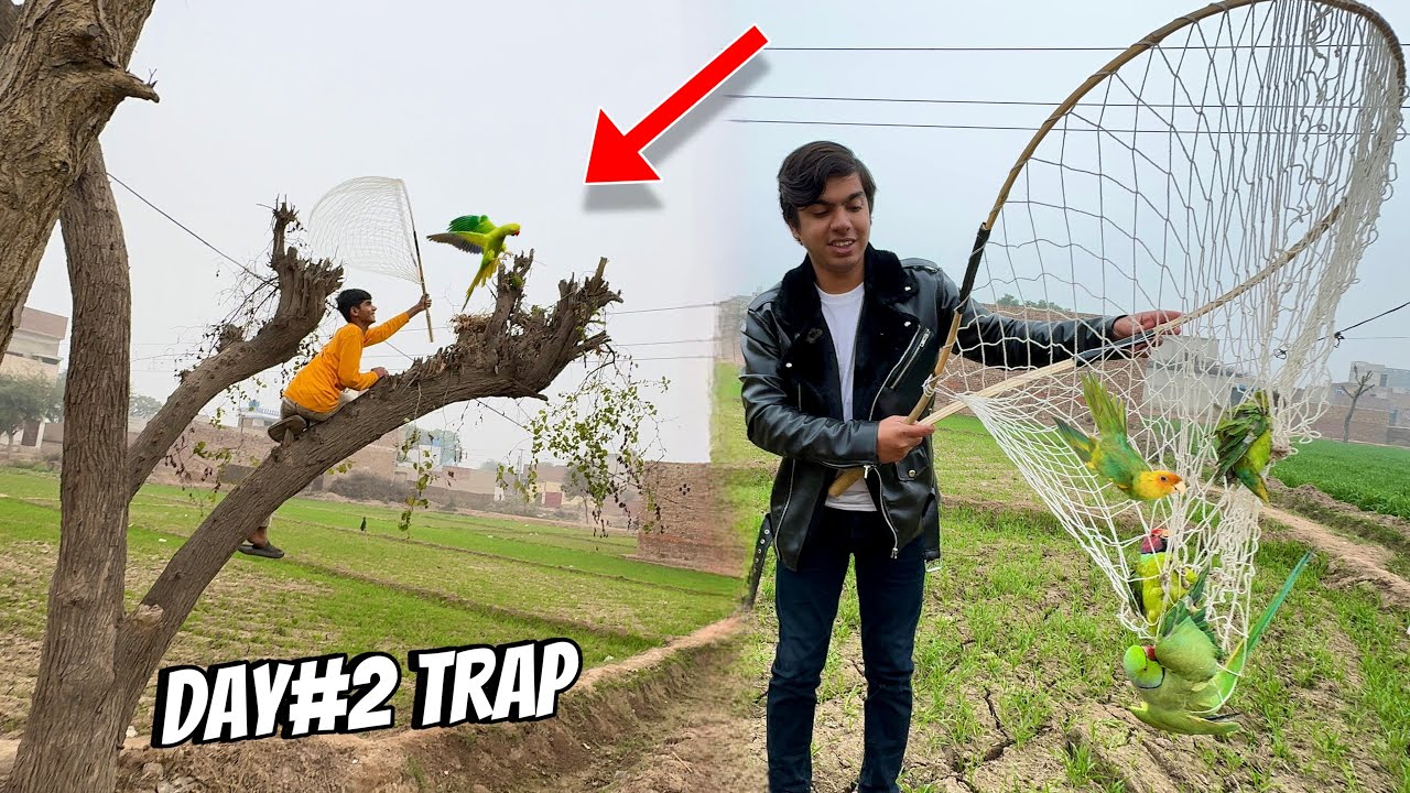 Bht Sara Green Parrots Pakar Liya 🥳 Trap 2nd Day