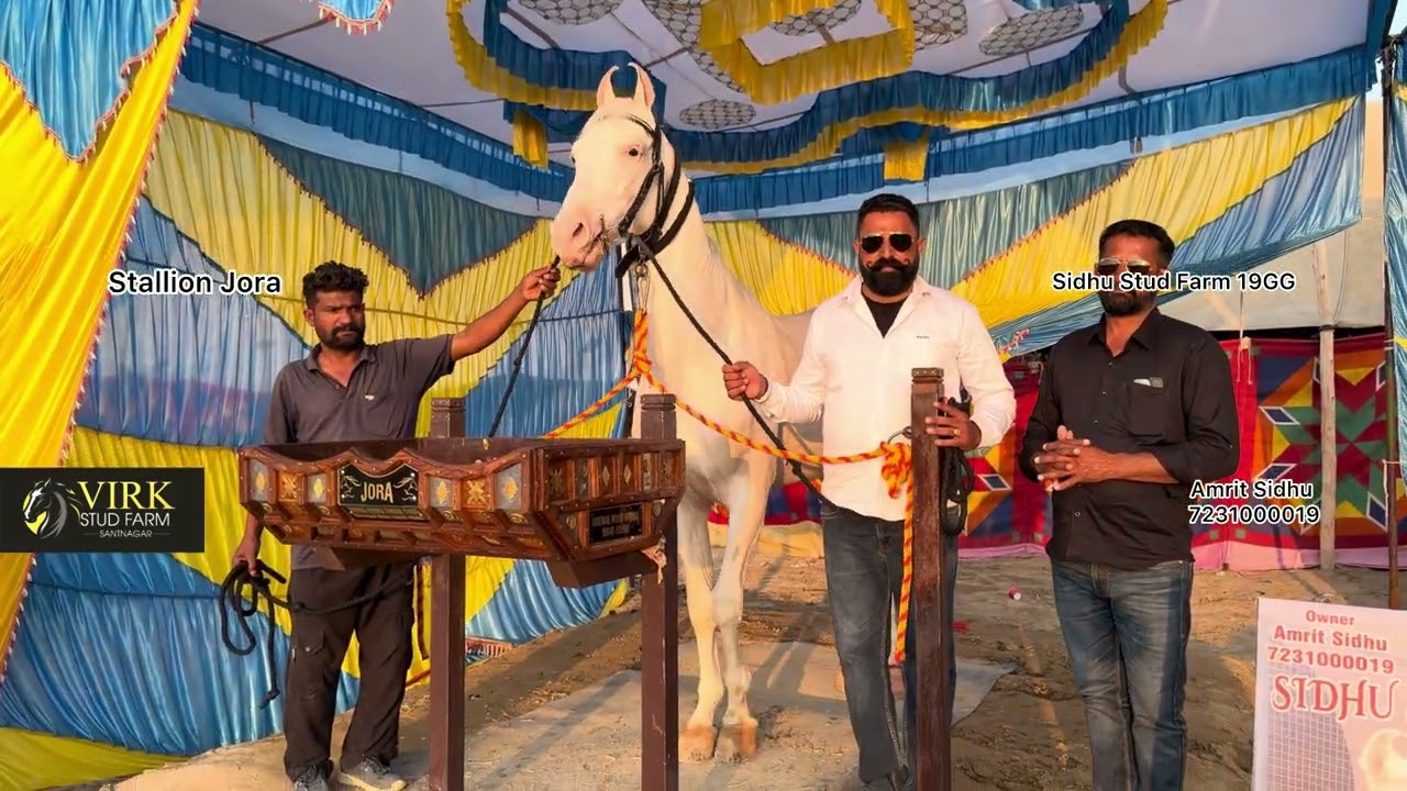 Legend Dilsher Kakki ਘੋੜੇ 🐴 ਬੱਚਾ Jora ਵੀ ਆਇਆ Hanumangarh Mele ਵਿੱਚ 👍🏻