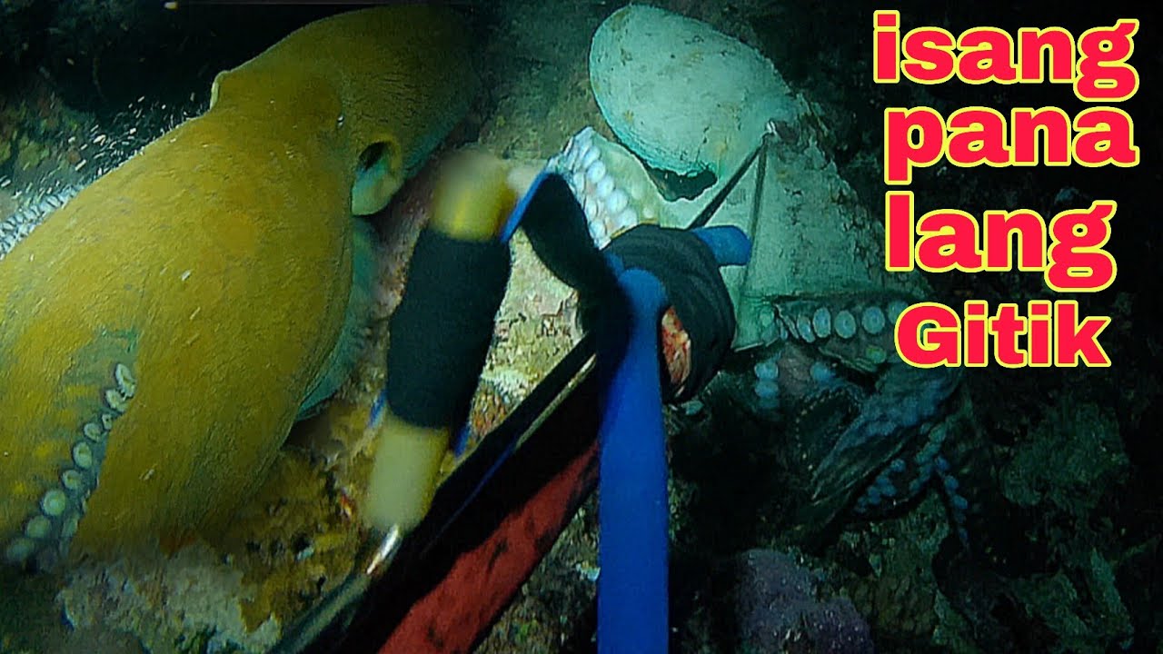 ep480 malaking pogita sa isang Pana lang gitik night spearfishing Philippines