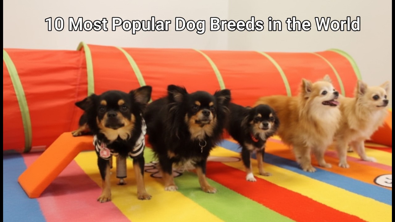 10 Most Popular Dog Breeds in the World