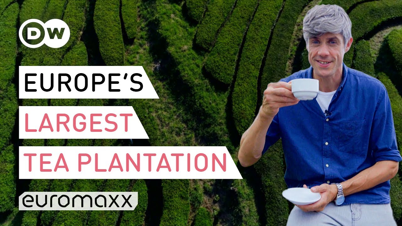 Europe's Oldest Tea Plantation On The Azores, Portugal | Europe To The Maxx