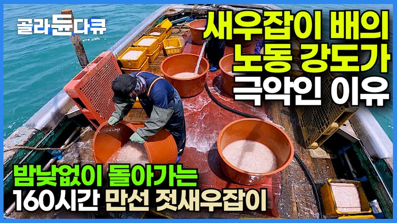 바다에서도 소문난 극악의 노동 강도. 새우잡이 배의 노동 강도가 높을 수밖에 없는 이유┃한번 출항하면 일주일! 어부들의 피와 땀┃짠내나는 만선 젓새우잡이┃풍어┃극한직업┃#골라듄다큐