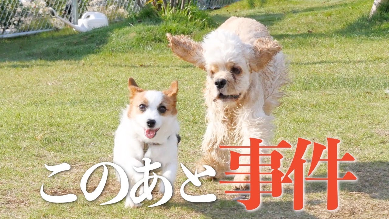 犬嫌いな犬がドッグランで追いかけられて大変なことになりました/LUCY RESORT/ジャックラッセルテリア