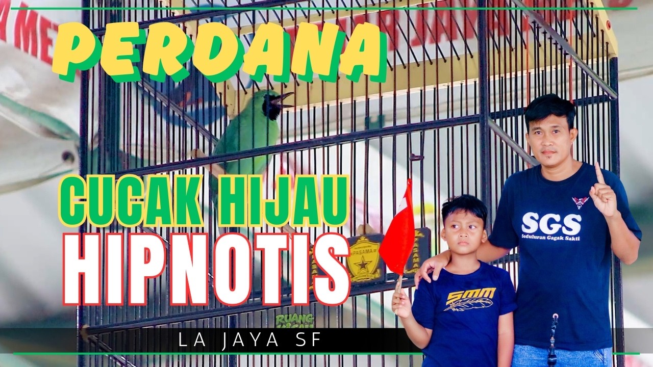 SESUAI NAMANYA! Cucak Hijau Hipnotis Bikin Lawan Tak Berkutik! Milik OM AFFANDI
