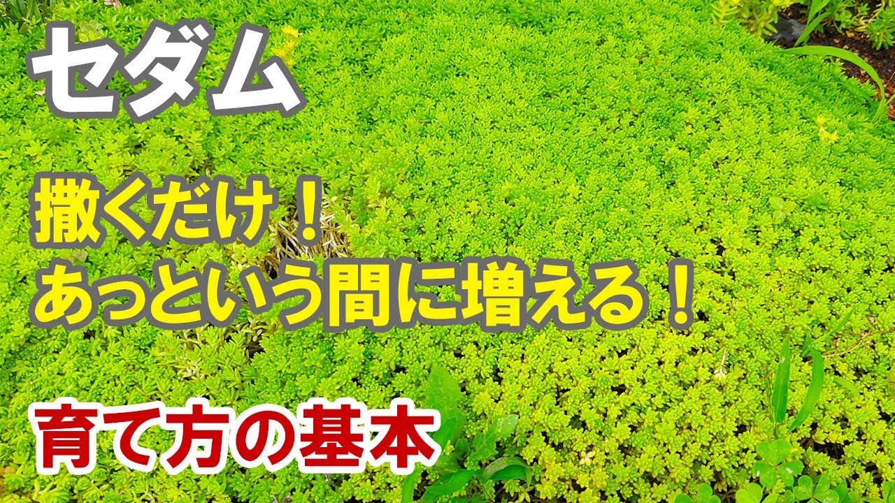 セダムの育て方　地植えでグランドカバーにしてバリバリ増やしちゃおう！