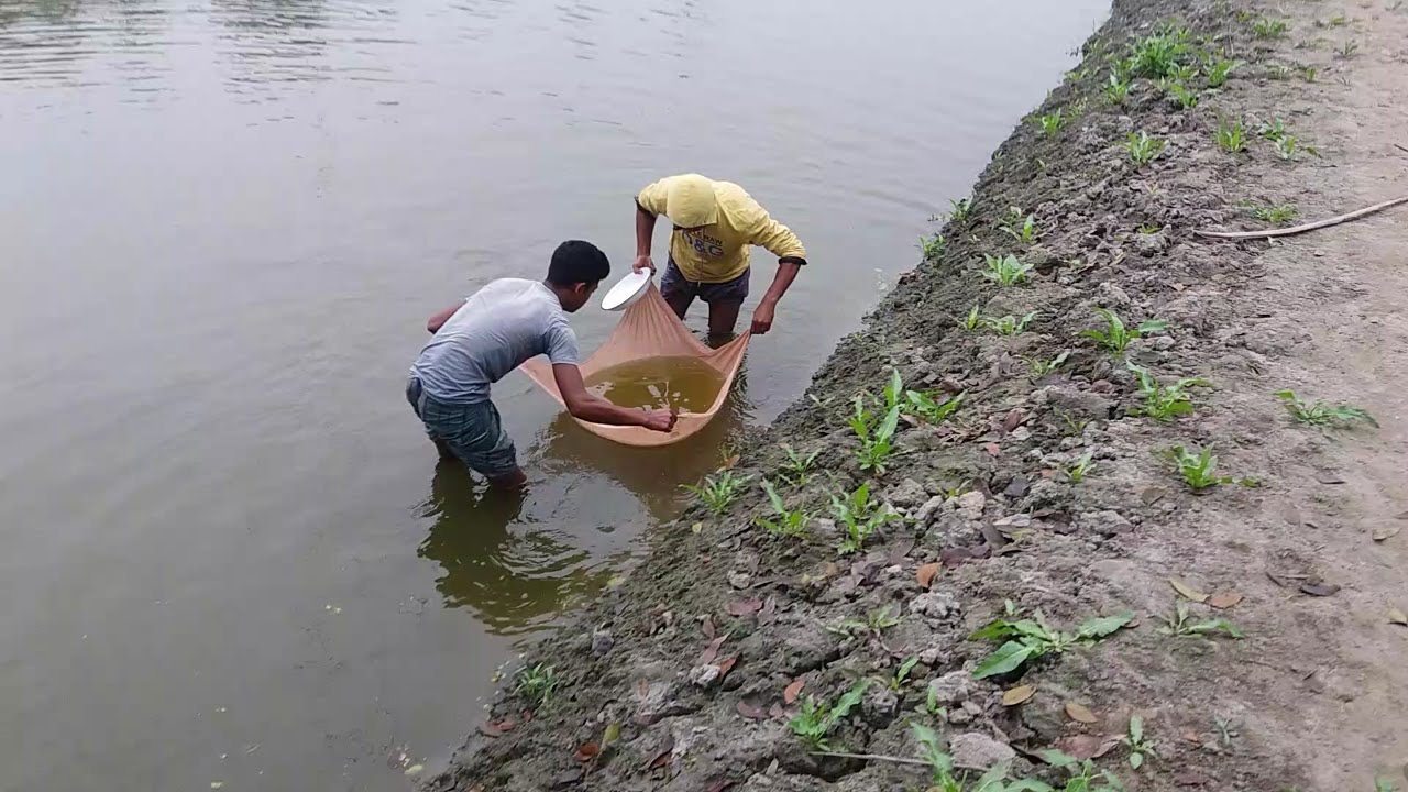 7 days age climbing perch fish fries |  anabas testudineus
