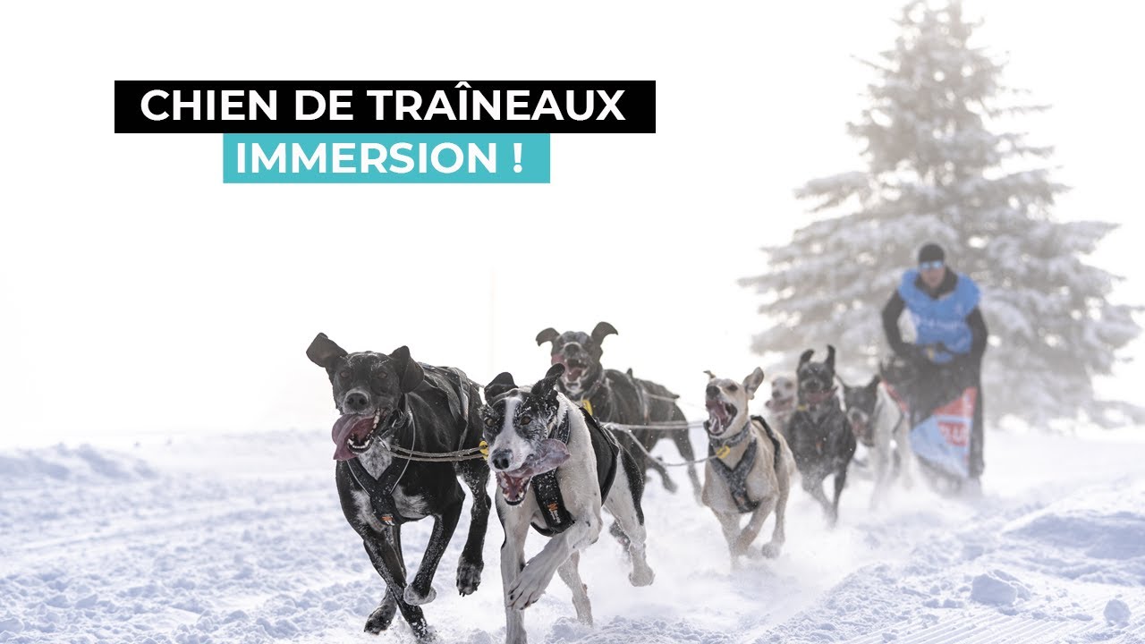 Chiens de traîneau - Immersion avec Coste Racedog sur La Grande Odyssée 2023 🐶