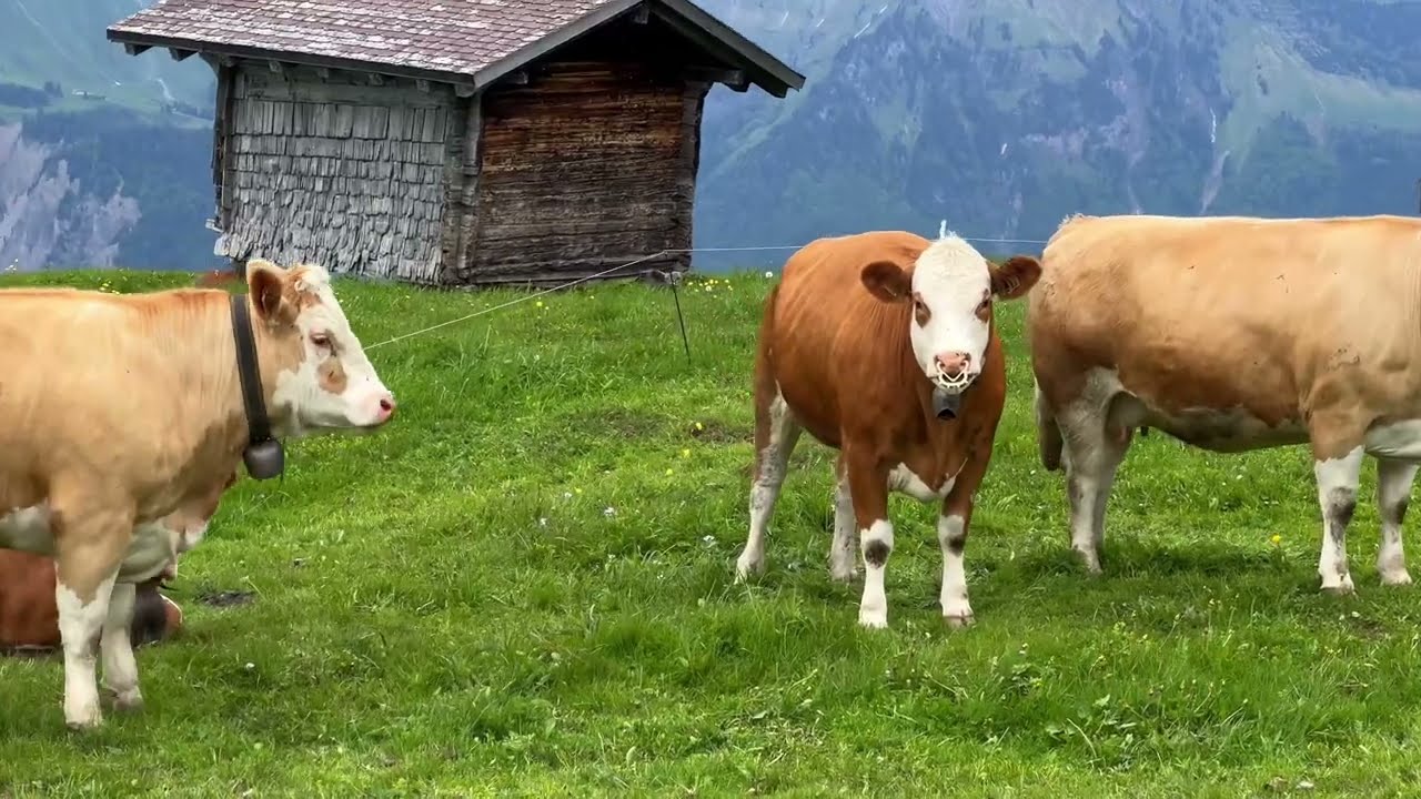 Axalp, SWITZERLAND🇨🇭Most Beautiful Places to Visit. Swiss Village Tour 🚠 A High Alpine Pasture