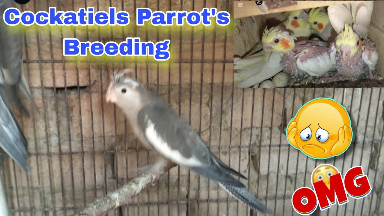 Cockatiels Parrot's Breeding Progress Today | Cockatiel Bird's Farming | Tota Farming Business 