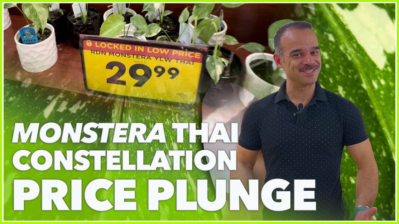 Monstera Thai Constellation: From Rarity to Affordability 🪴🤑🌱