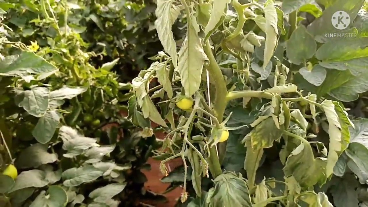 مرض موت النخاع في الطماطم