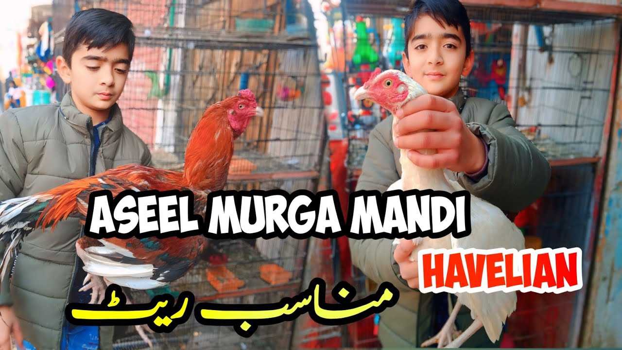 Aseel murga mandi Havelian 😍|| goats price update||  Mandi vlog Part 1