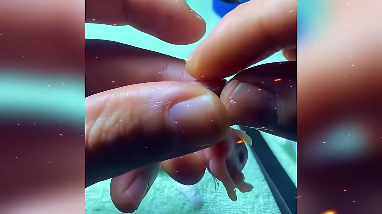 Una mamá periquito con problemas de parto es asistida por un hombre 🐦🐦