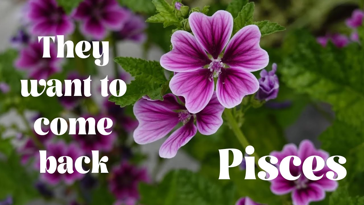 Pisces 💖💖 someone has not been able to express their true feelings💖💖