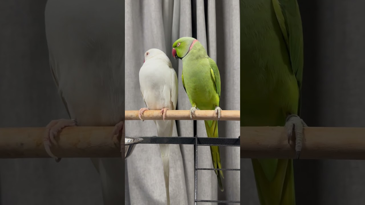 Mintee & Amber🤍💚✨ #talkingbird #talkingparrot #ringneck #fyp #fyp; #viral #funnypets #meow