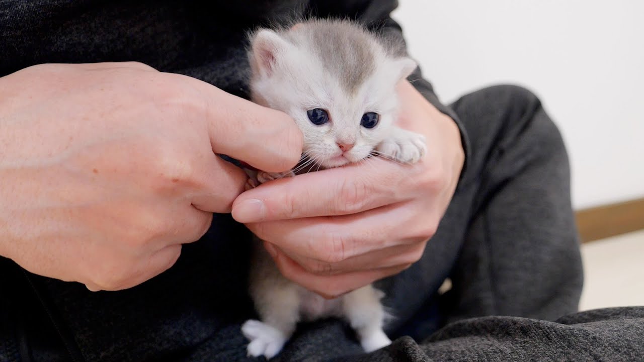 A cute kitten waiting to be held by its owner.