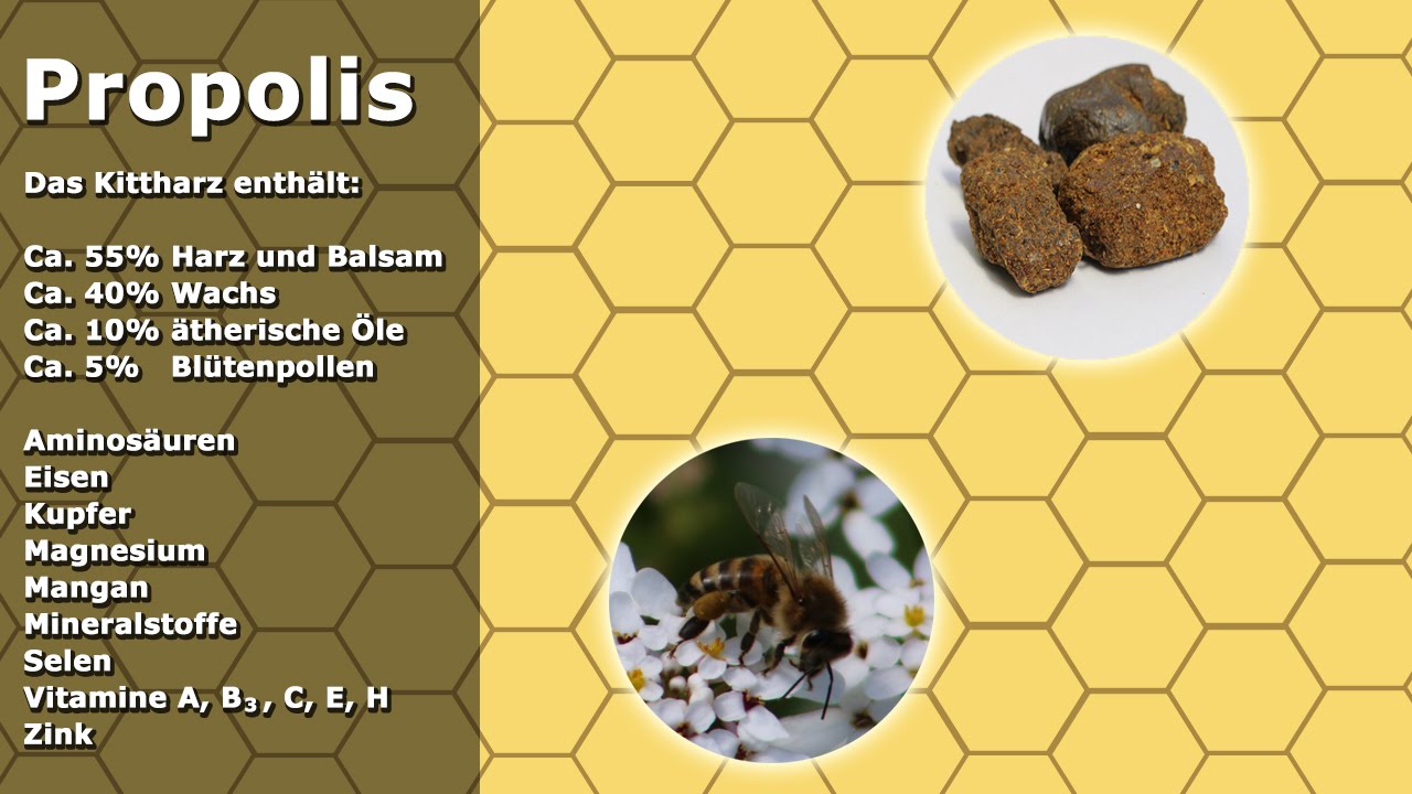 Propolis Kittharz Tinktur - Herstellung, Anwendung und Einnahme