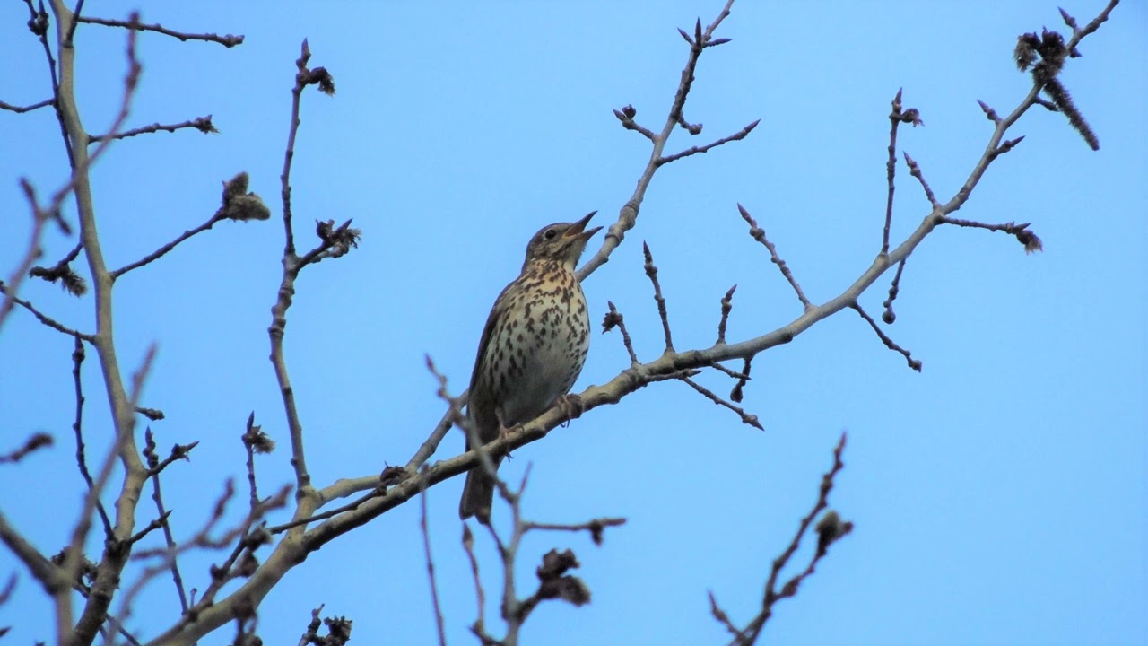 Голос певчего дрозда Turdus philomelos