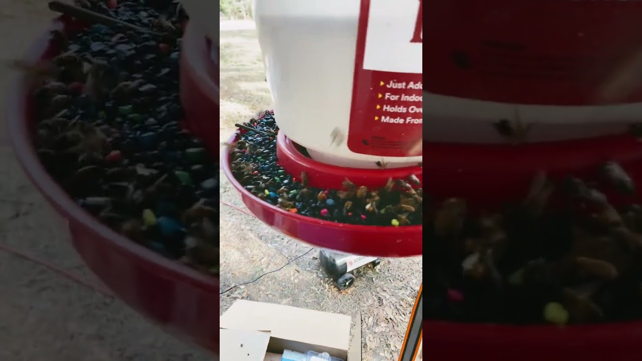 Converting a chicken waterer to a bee feeder. #apiary #honeybees #bees #apismalifera