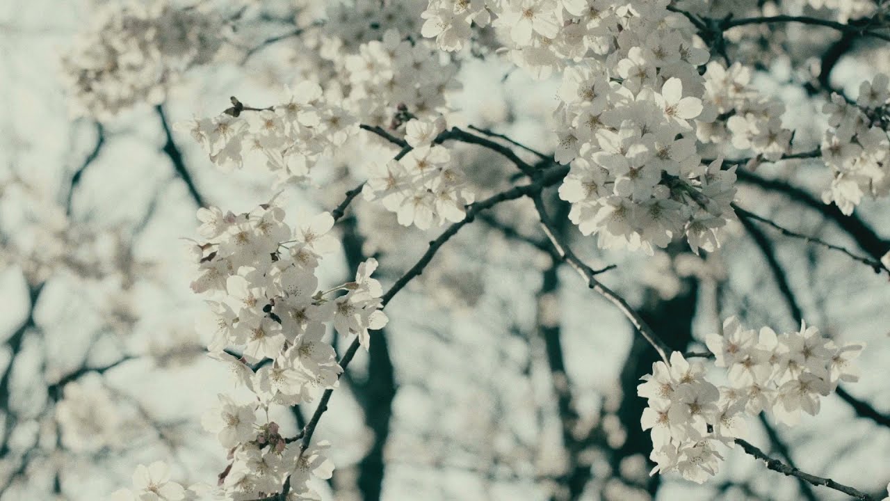 synfilums - 染井吉野 Somei Yoshino