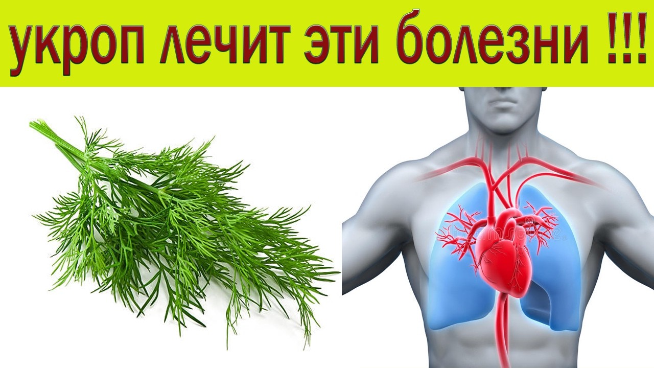 Пил укропную воду утром и вечером !!! Вылечил 9 болезней и даже похудел..